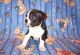 Boston Terrier Puppies for sale in Arlington, TX, USA. price: NA