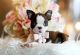Boston Terrier Puppies for sale in Fort Lauderdale, FL, USA. price: NA