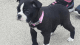 Boston Terrier Puppies for sale in Detroit, MI, USA. price: $900