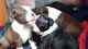 Boston Terrier Puppies for sale in Berkeley, CA, USA. price: NA