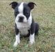 Boston Terrier Puppies for sale in Fontana, CA, USA. price: NA