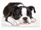 Boston Terrier Puppies for sale in Birmingham, AL, USA. price: NA