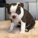 Boston Terrier Puppies for sale in Boise, ID, USA. price: NA