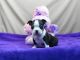 Boston Terrier Puppies for sale in Atwood, IN 46580, USA. price: NA