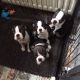 Boston Terrier Puppies for sale in Maywood, CA 90270, USA. price: NA