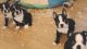 Boston Terrier Puppies for sale in Santa Rosa, CA, USA. price: NA
