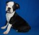 Boston Terrier Puppies for sale in Alma Center, WI 54611, USA. price: NA