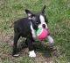 Boston Terrier Puppies for sale in St. Louis, MO, USA. price: NA
