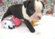 Boston Terrier Puppies for sale in Cincinnati, OH, USA. price: $350