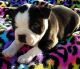 Boston Terrier Puppies for sale in Buffalo, NY, USA. price: NA
