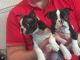 Boston Terrier Puppies for sale in Sioux Falls, SD, USA. price: NA