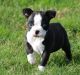 Boston Terrier Puppies for sale in Littlestown, PA 17340, USA. price: NA