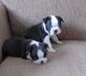 Boston Terrier Puppies for sale in El Paso, TX, USA. price: $500