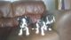 Boston Terrier Puppies for sale in Doddridge, Sulphur Township, AR 71826, USA. price: NA