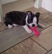 Boston Terrier Puppies for sale in Delaware, AR 72835, USA. price: NA