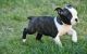 Boston Terrier Puppies for sale in Huntington Beach, CA, USA. price: NA