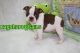 Boston Terrier Puppies for sale in Birch Tree, MO 65438, USA. price: NA