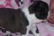 Boston Terrier Puppies for sale in Birmingham, AL, USA. price: NA