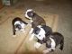 Boston Terrier Puppies for sale in Concord, CA, USA. price: NA