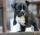 Boston Terrier Puppies for sale in Los Altos Hills, CA, USA. price: NA