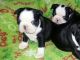 Boston Terrier Puppies for sale in Savonlinna, Finland. price: 420 EUR