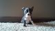 Boston Terrier Puppies for sale in East Los Angeles, CA, USA. price: NA