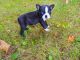 Boston Terrier Puppies for sale in Washington, VA 22747, USA. price: NA