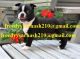 Boston Terrier Puppies for sale in Rochester, MN, USA. price: NA