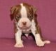 Boston Terrier Puppies for sale in Burbank, CA, USA. price: NA