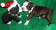Boston Terrier Puppies for sale in Burbank, CA, USA. price: NA