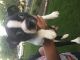 Boston Terrier Puppies for sale in Merrillville, IN, USA. price: NA