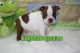 Boston Terrier Puppies for sale in Ahsahka, ID 83520, USA. price: NA