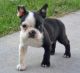 Boston Terrier Puppies for sale in Gainesville, FL, USA. price: NA