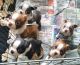 Boston Terrier Puppies for sale in Spokane, WA, USA. price: NA