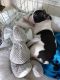 Boston Terrier Puppies for sale in Adairsville, GA 30103, USA. price: NA