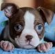 Boston Terrier Puppies for sale in 4001 N Federal Hwy, Fort Lauderdale, FL 33334, USA. price: NA