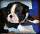 Boston Terrier Puppies for sale in ND-24, North Dakota, USA. price: NA