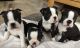 Boston Terrier Puppies for sale in Montana Ave, Cincinnati, OH, USA. price: NA