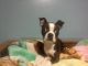 Boston Terrier Puppies for sale in Granville, OH, USA. price: NA