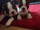Boston Terrier Puppies for sale in Chicago Private, Ottawa, ON K2A 3G9, Canada. price: NA