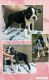 Boston Terrier Puppies for sale in Batesburg-Leesville, SC, USA. price: $500
