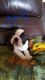 Boston Terrier Puppies for sale in San Jose, CA, USA. price: $350