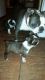 Boston Terrier Puppies for sale in Greenville, SC, USA. price: NA