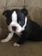 Boston Terrier Puppies for sale in Marion, IL, USA. price: NA
