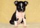 Boston Terrier Puppies for sale in Anderson, SC 29625, USA. price: NA