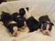 Boston Terrier Puppies for sale in Windsor, VT 05089, USA. price: NA