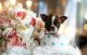 Boston Terrier Puppies for sale in Fort Lauderdale, FL, USA. price: $1,850