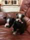 Boston Terrier Puppies for sale in Missiouri CC, Elsberry, MO 63343, USA. price: NA