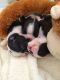 Boston Terrier Puppies for sale in Missiouri CC, Elsberry, MO 63343, USA. price: NA