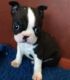 Boston Terrier Puppies for sale in Minnesota St, St Paul, MN 55101, USA. price: NA